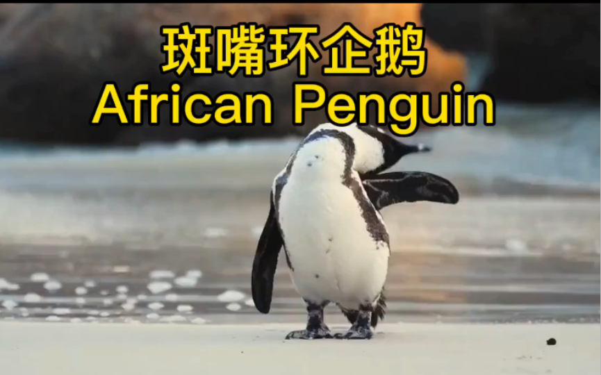 非洲企鹅 African Penguin哔哩哔哩bilibili