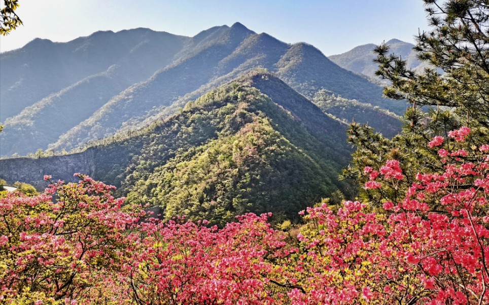 安徽金寨县大别山杜鹃岭哔哩哔哩bilibili