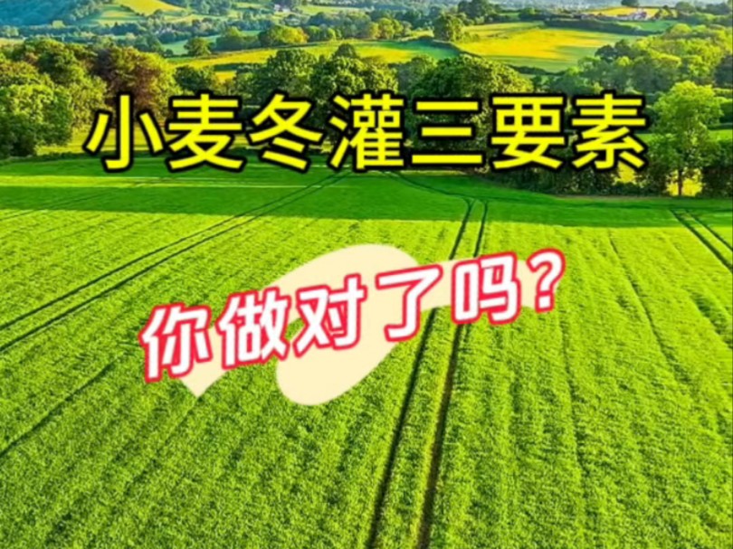 小麦冬灌三要素,你做对了吗?哔哩哔哩bilibili