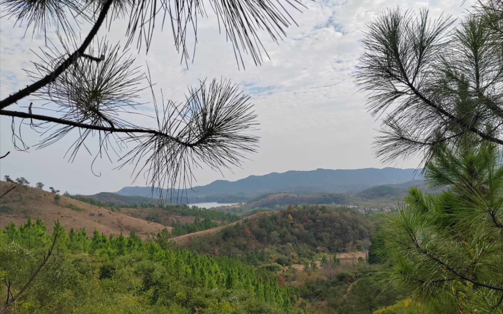 大别山十一月末野外植物观察记录