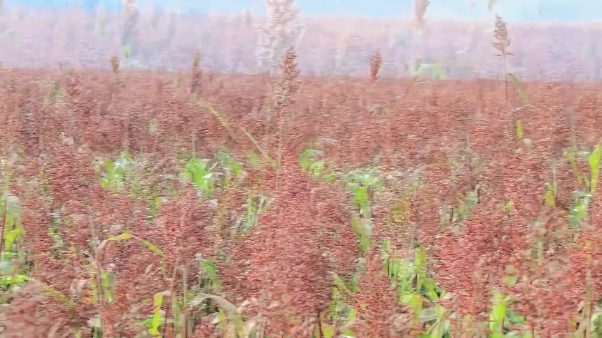 枣庄市峄城区:“订单高粱”映红致富路哔哩哔哩bilibili