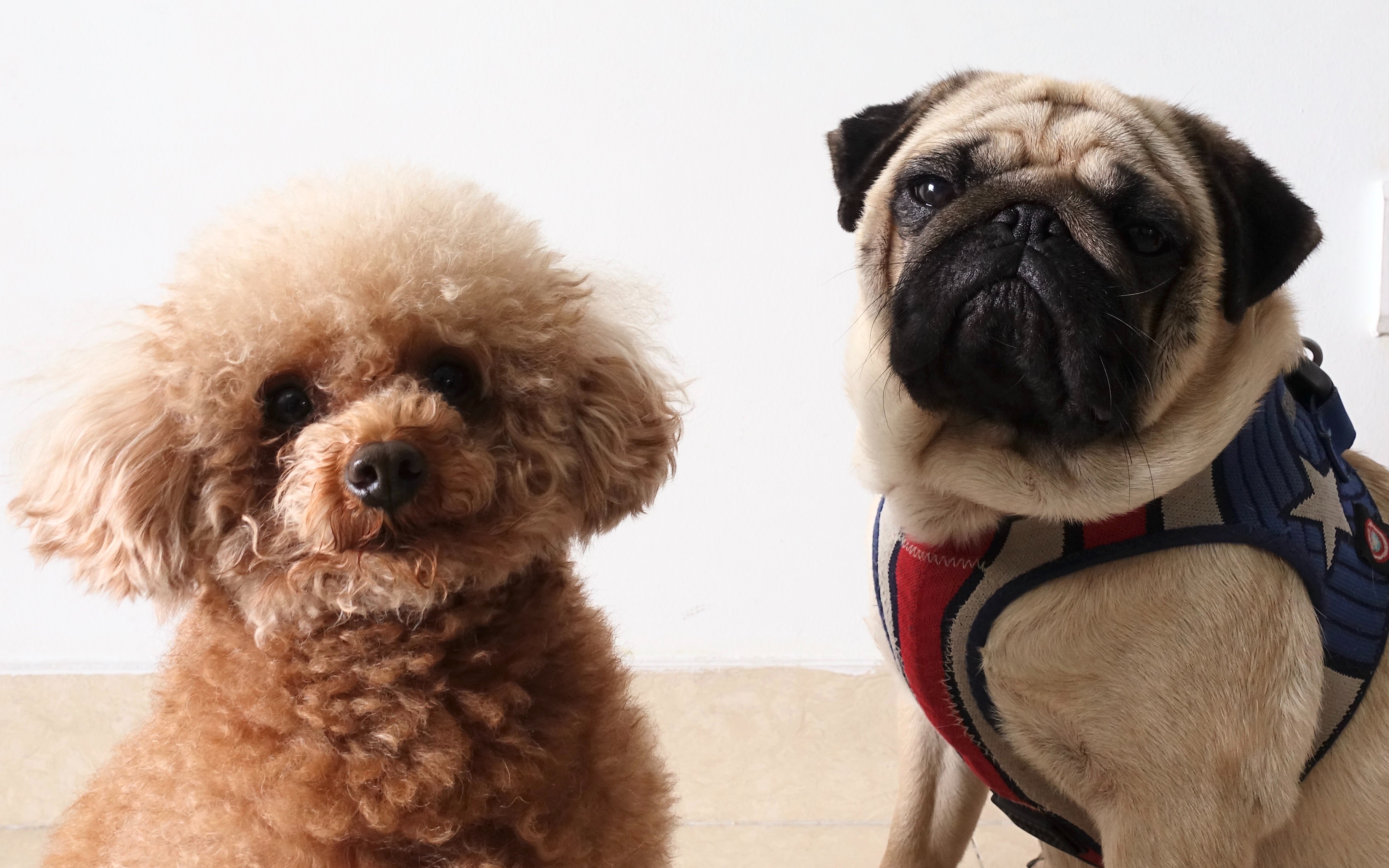 带q仔去理发这次最好看 贵宾泰迪剪发