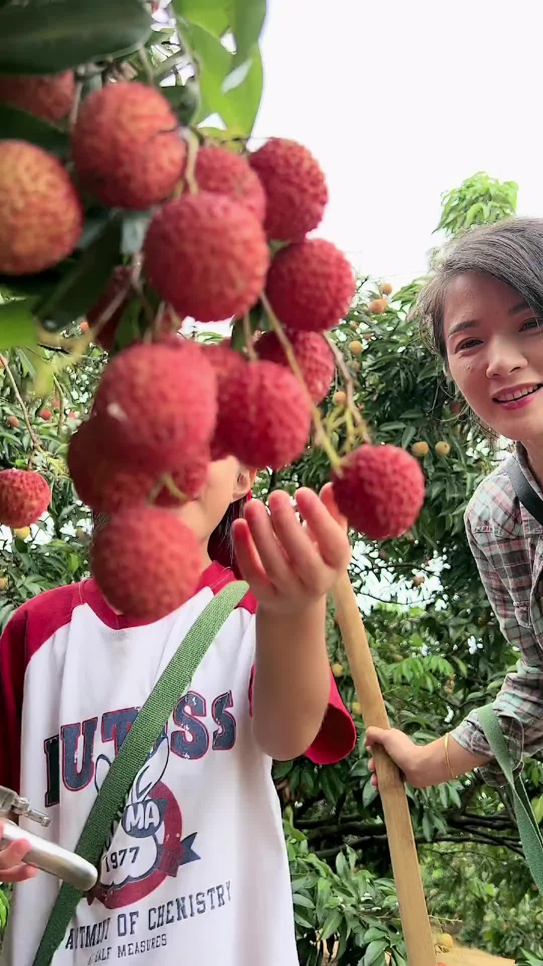 广西荔枝看灵山荔枝优质农产品黄世进农村夫妇丽彤黄世进农村夫妇