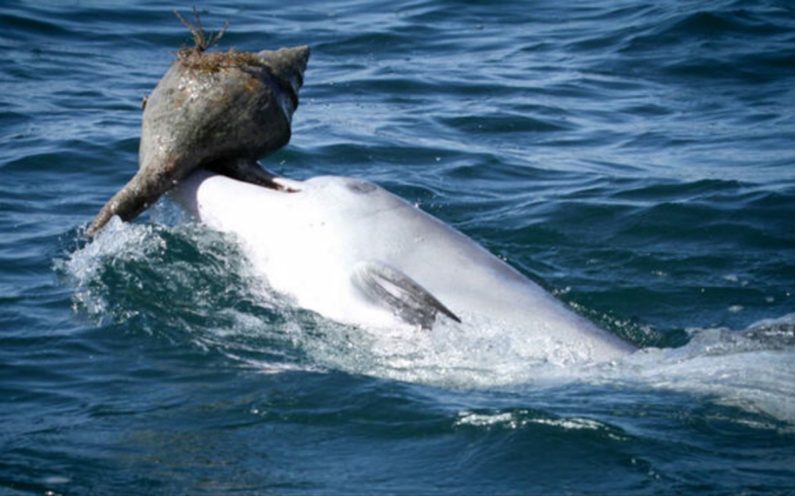 dt98 dolphins can learn from their peers how to use shells as to