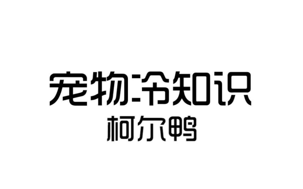 柯尔鸭又名陷阱鸭,最初是被用来当陷阱的哔哩哔哩bilibili