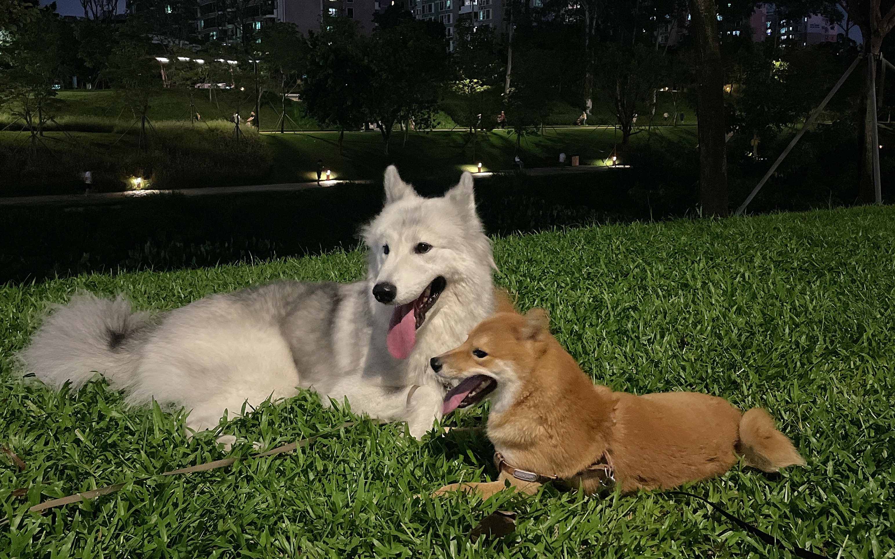 阿拉斯加与柴犬的友谊