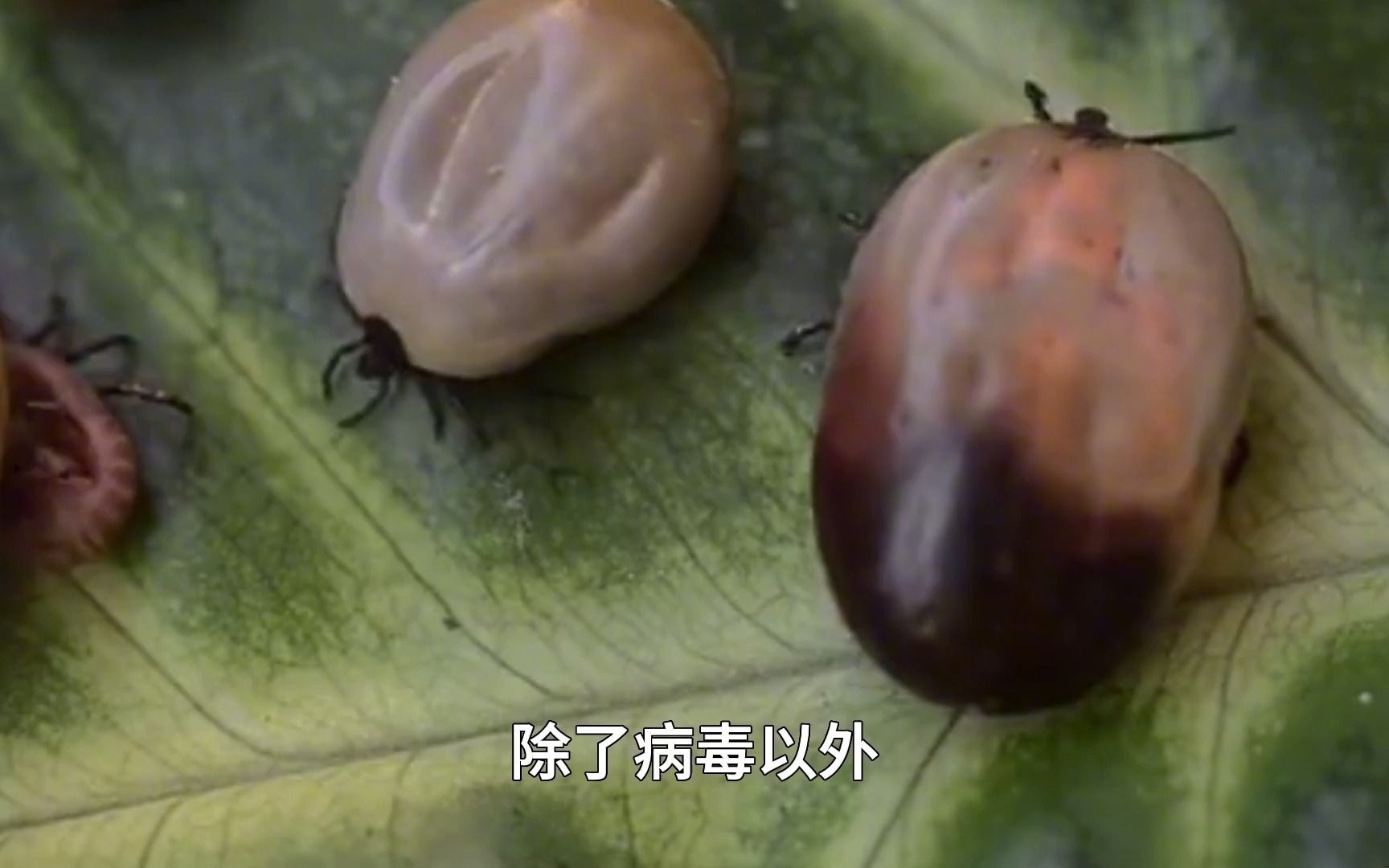 比蚊子更可怕的吸血寄生虫,被蜱虫叮咬后该怎么处理?千万别抠!