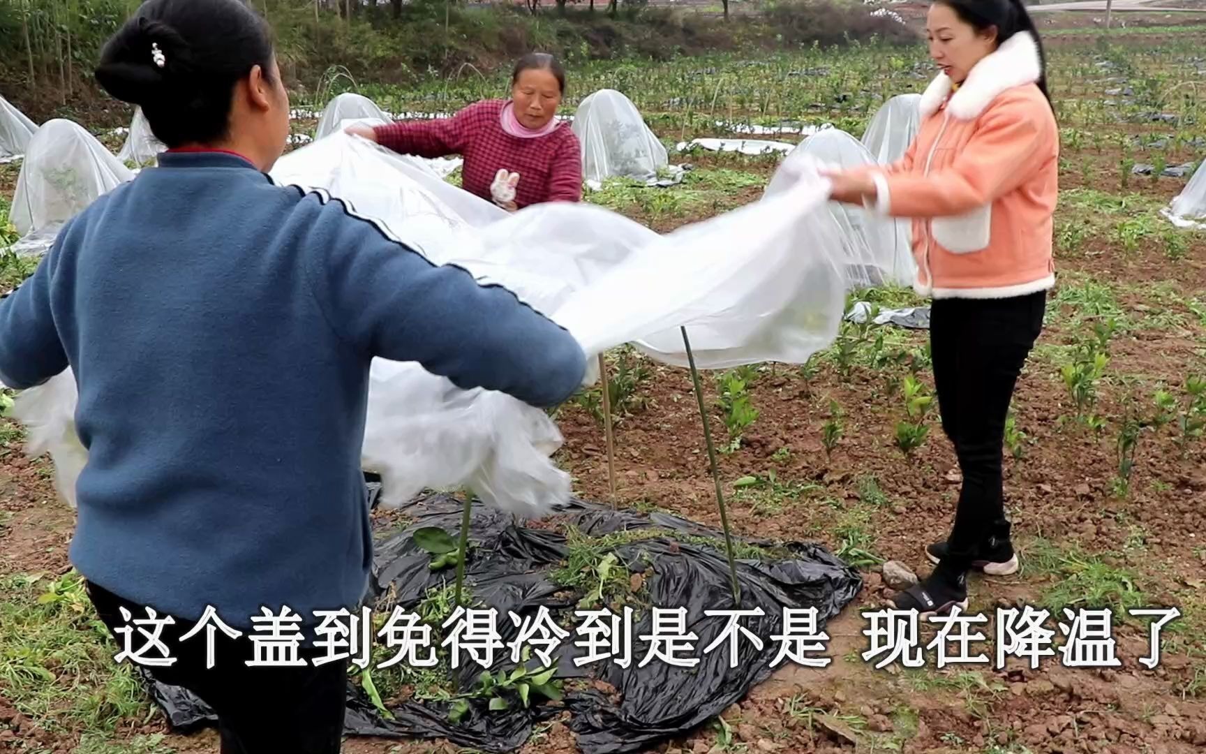 乡亲们给树苗盖薄膜1元钱1棵,幺妹儿也来挣现钱,真是开心哔哩哔哩bilibili