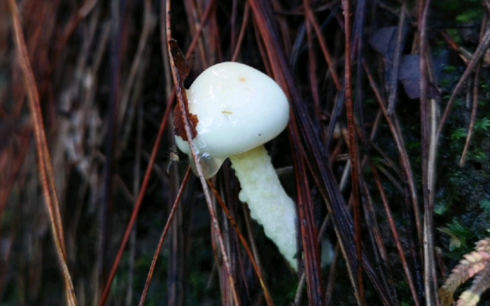 [图]雨后一场与蘑菇的邂逅，采了一背篼蘑菇，尝了个鲜