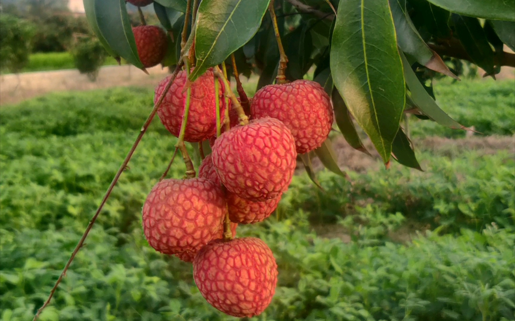 高州根子荔枝逐步开展上市_哔哩哔哩_bilibili