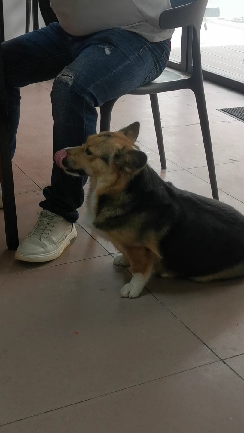 这柯基好狼狗啊