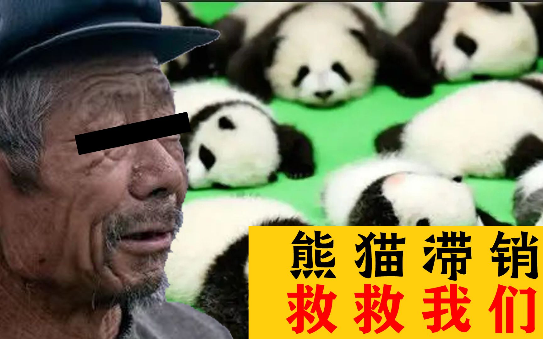 大丰收!熊猫却滞销,忙碌了一整年的农民伯伯血本无归!哔哩哔哩bilibili