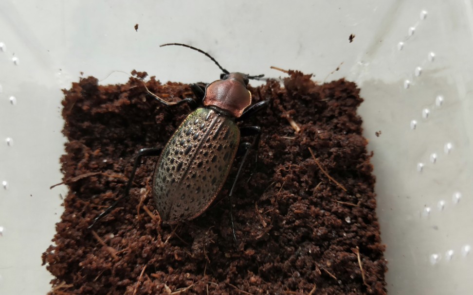 野采的疑步甲ya蜗牛