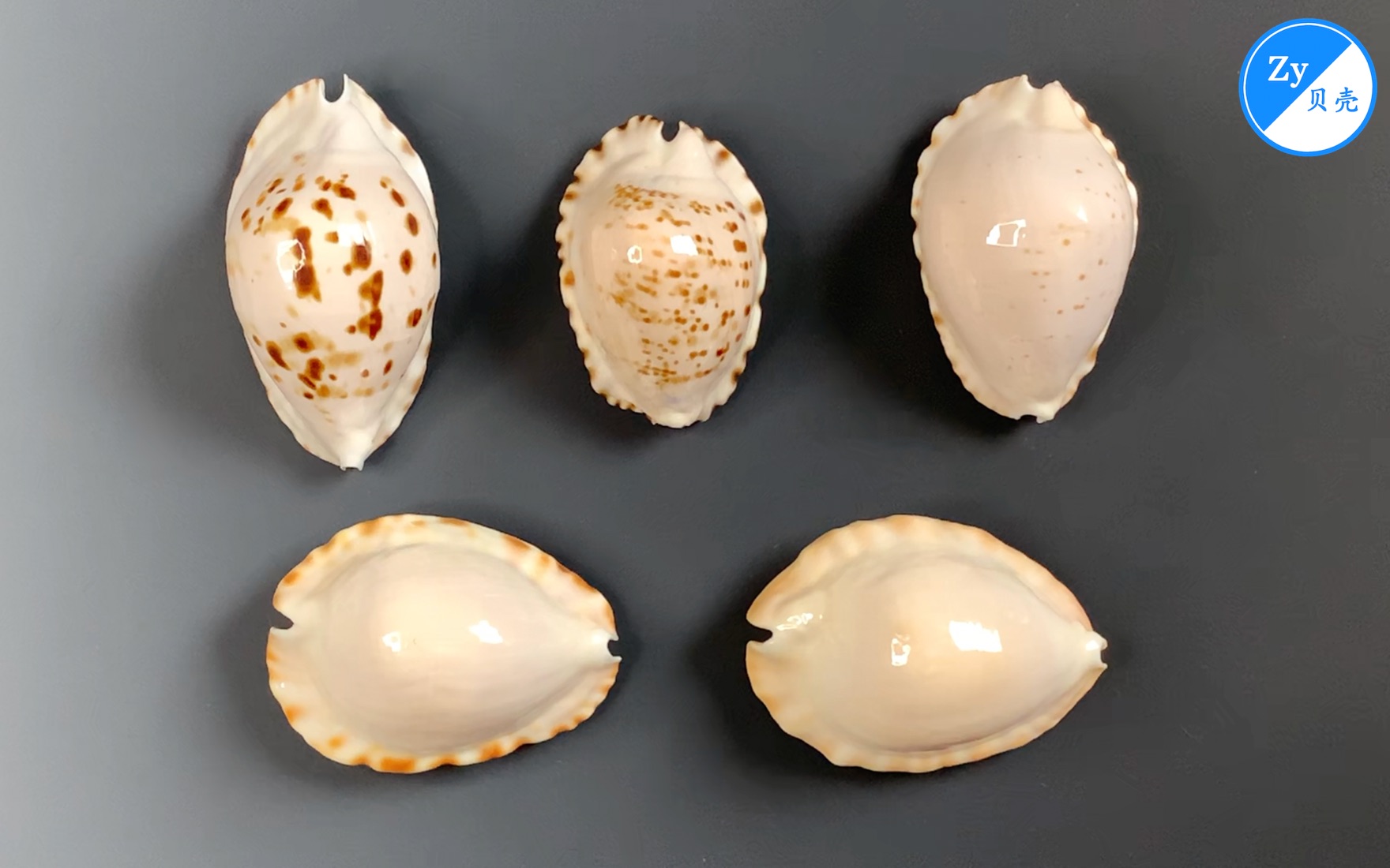 【zy贝壳】50种珍稀宝螺 03-荣耀凯蒂宝螺