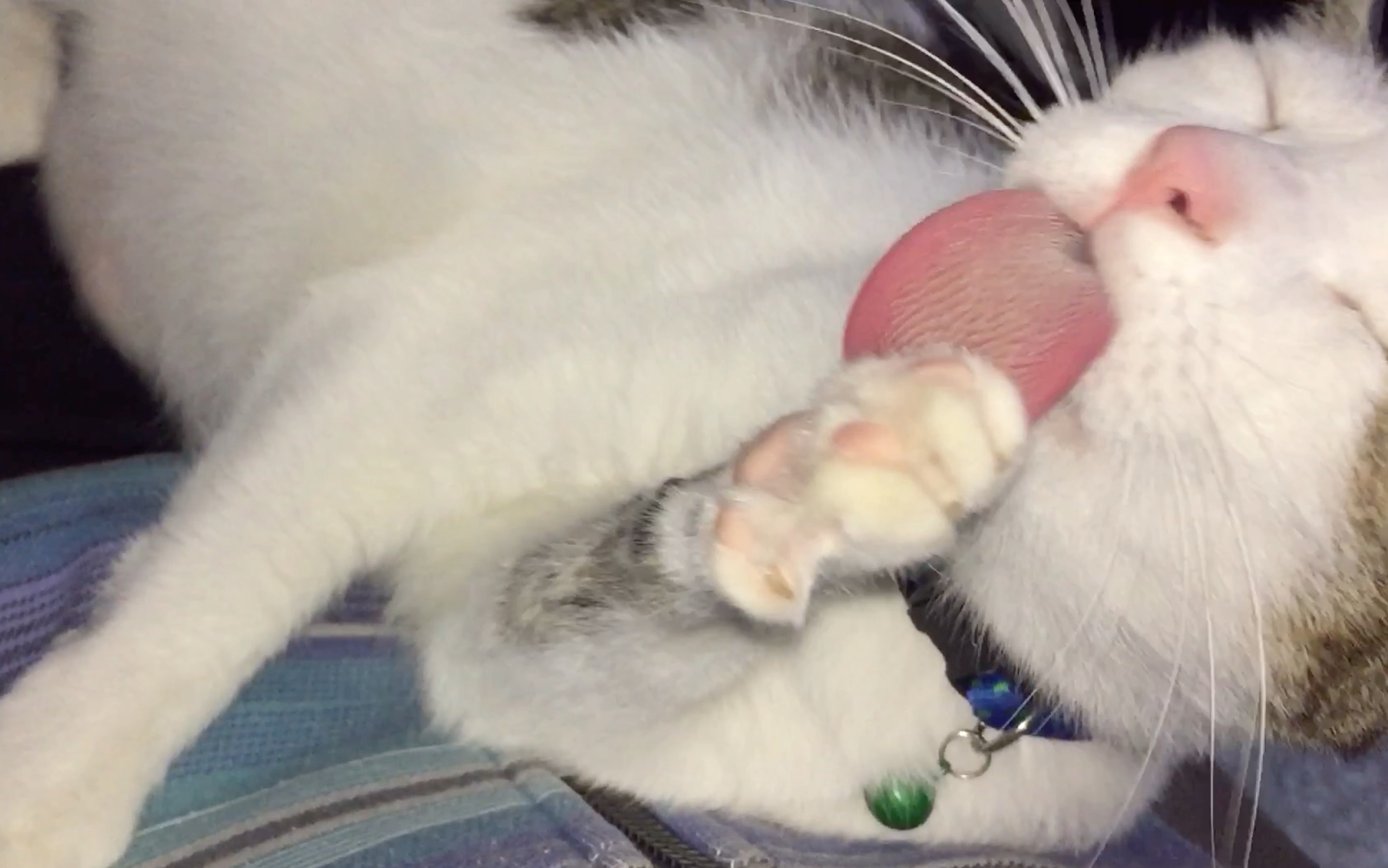 吃爪爪…好好味…又看饿了吧_哔哩哔哩_bilibili