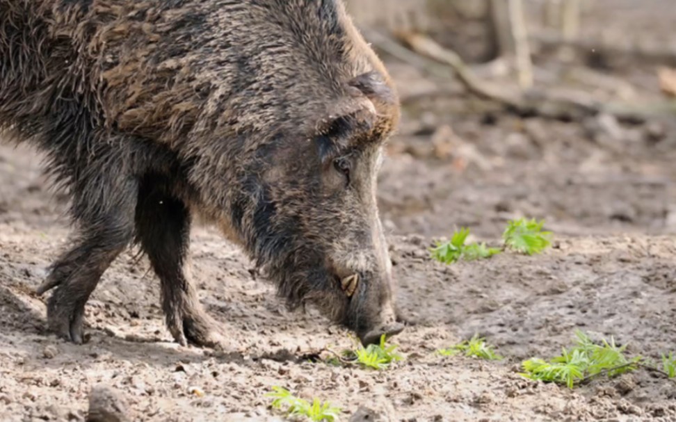 野猪中招后一阵嚎叫