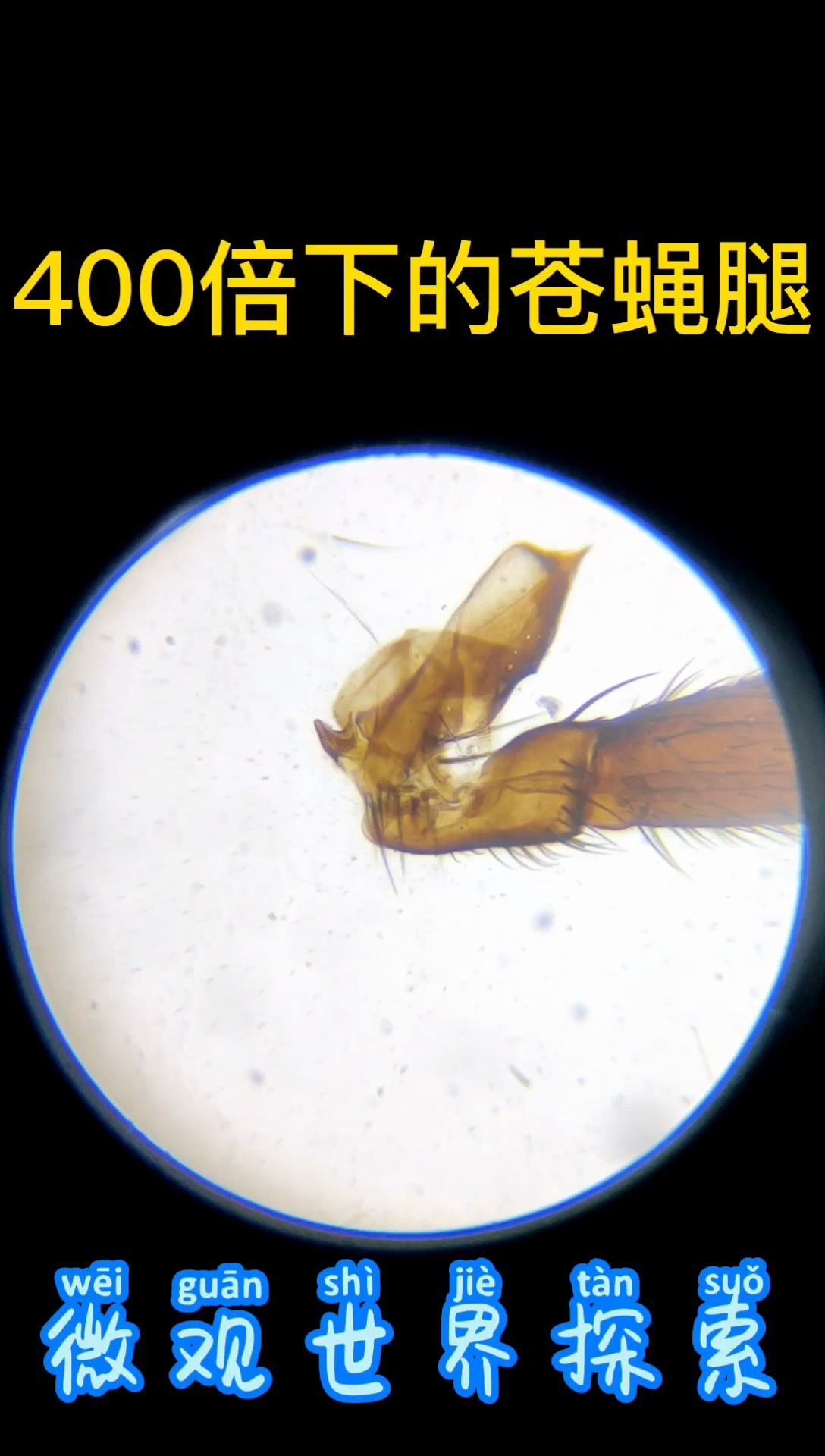 02苍蝇脚细节