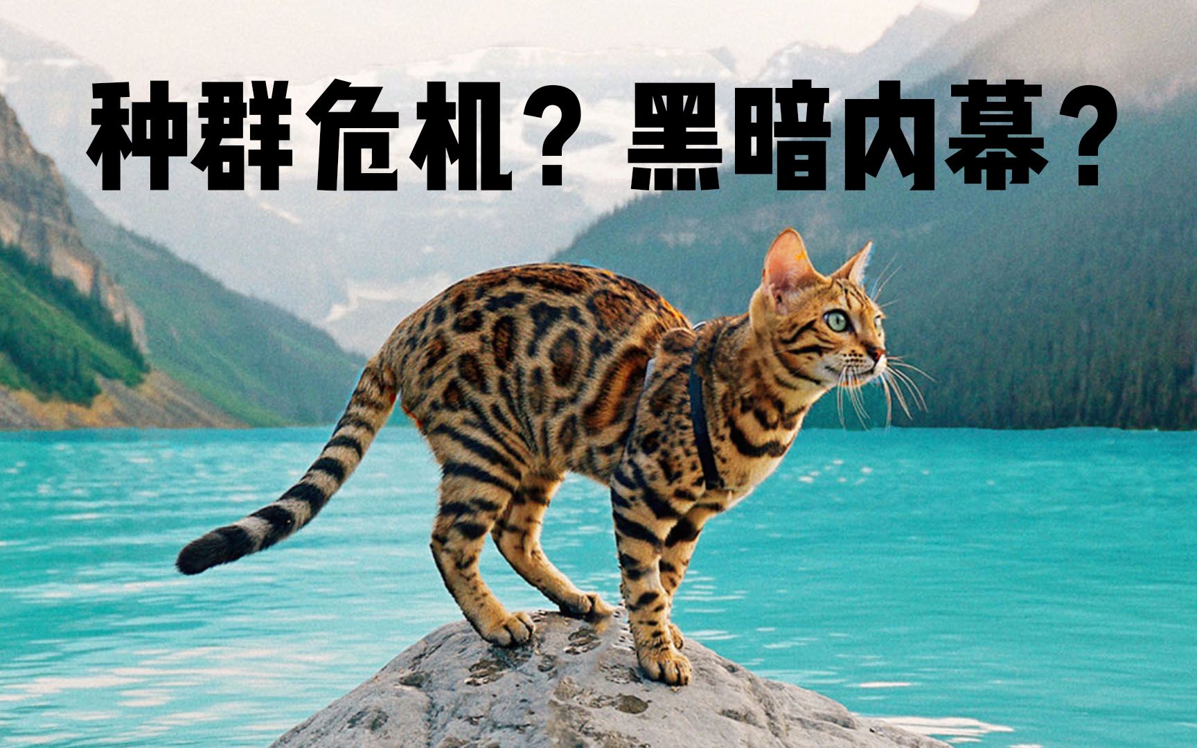 宠物豹猫的诞生,是野生豹猫的不幸吗?哔哩哔哩bilibili