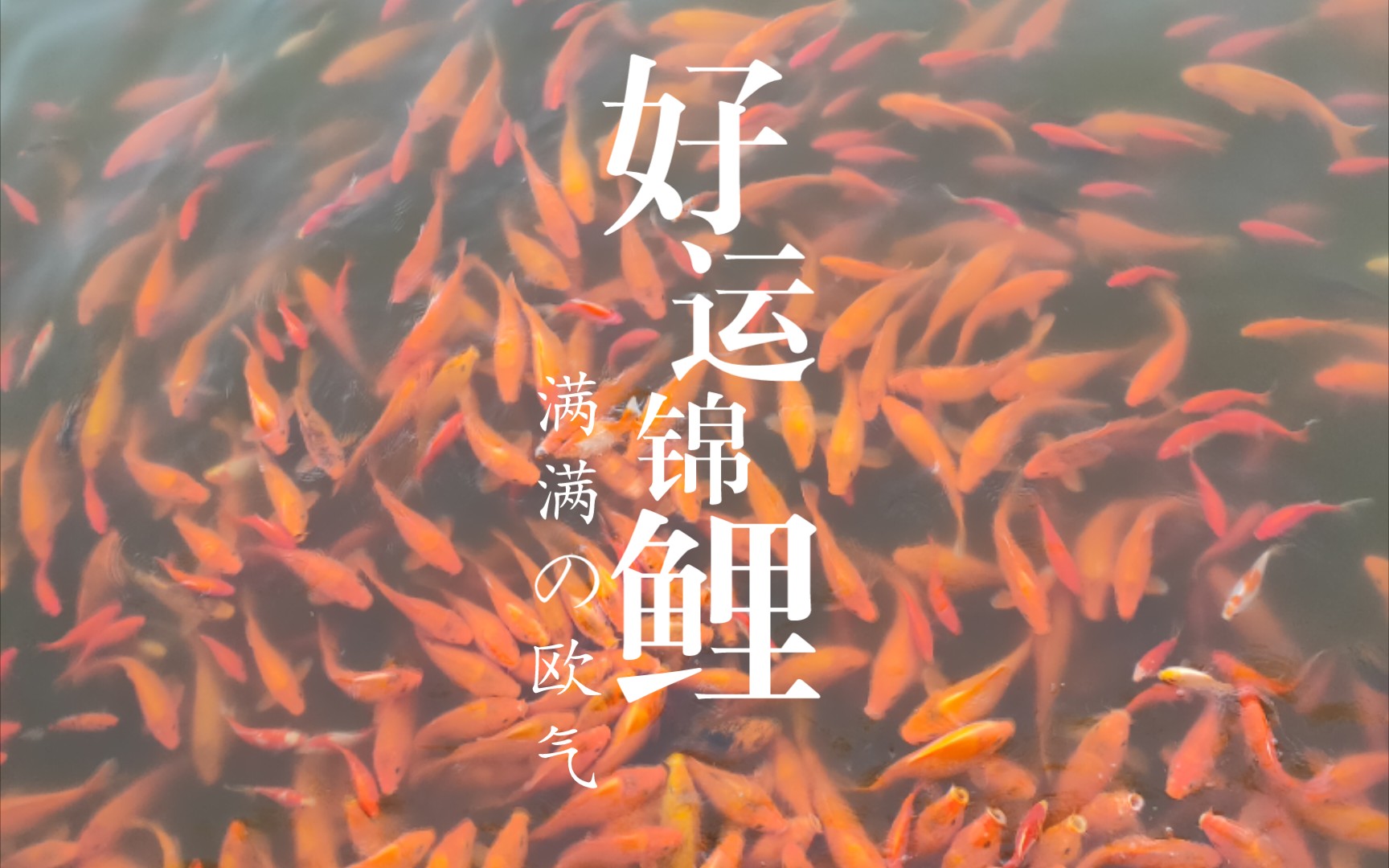 进来吸欧气 满屏好运锦鲤