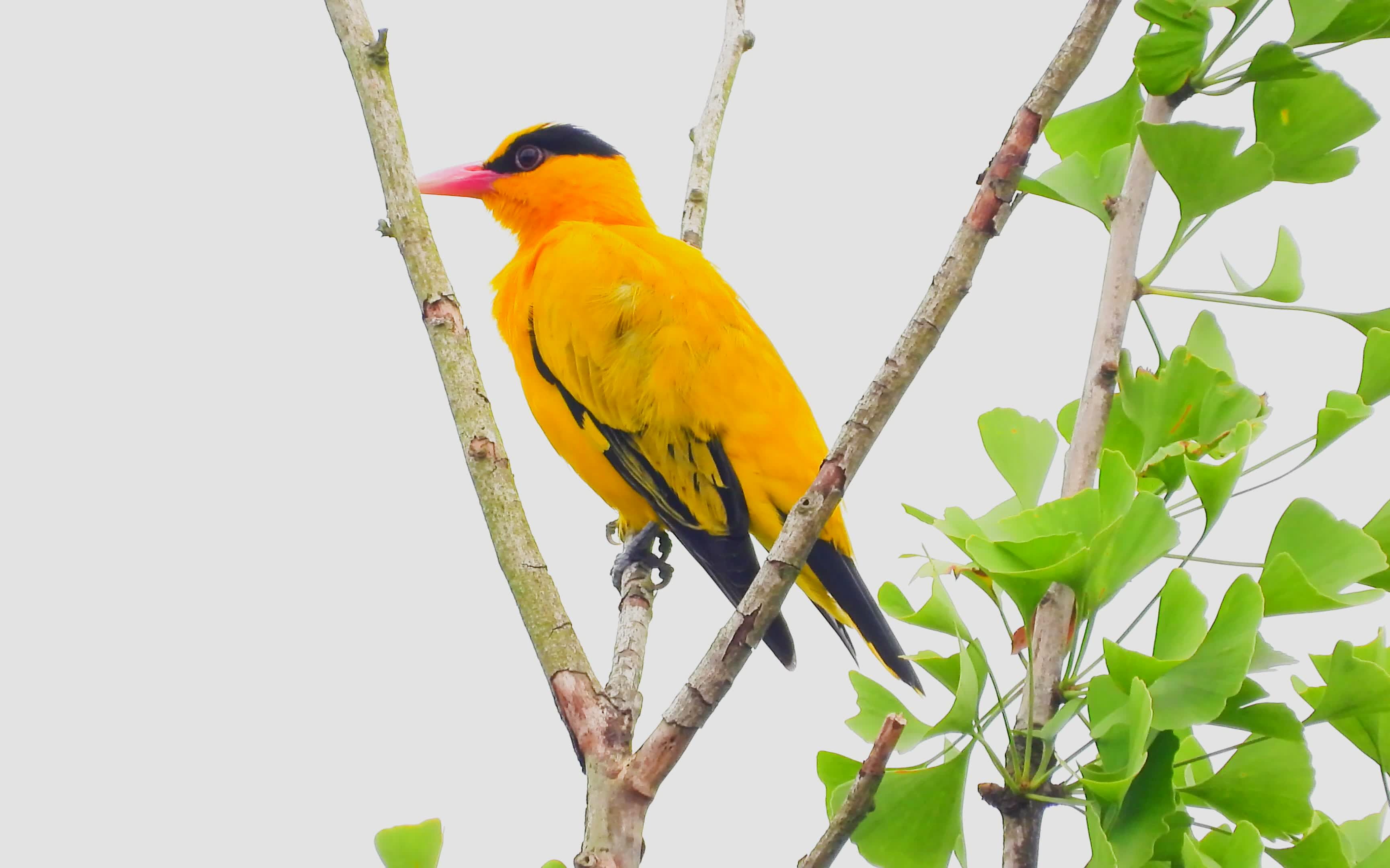 漂亮的小鸟黑枕黄鹂黄鹂鸟,附近有好听的乌鸫叫声