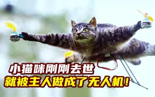 下载视频: 小猫咪刚刚车祸去世，就被主人做成了无人机！只为了吓唬逃逸司机