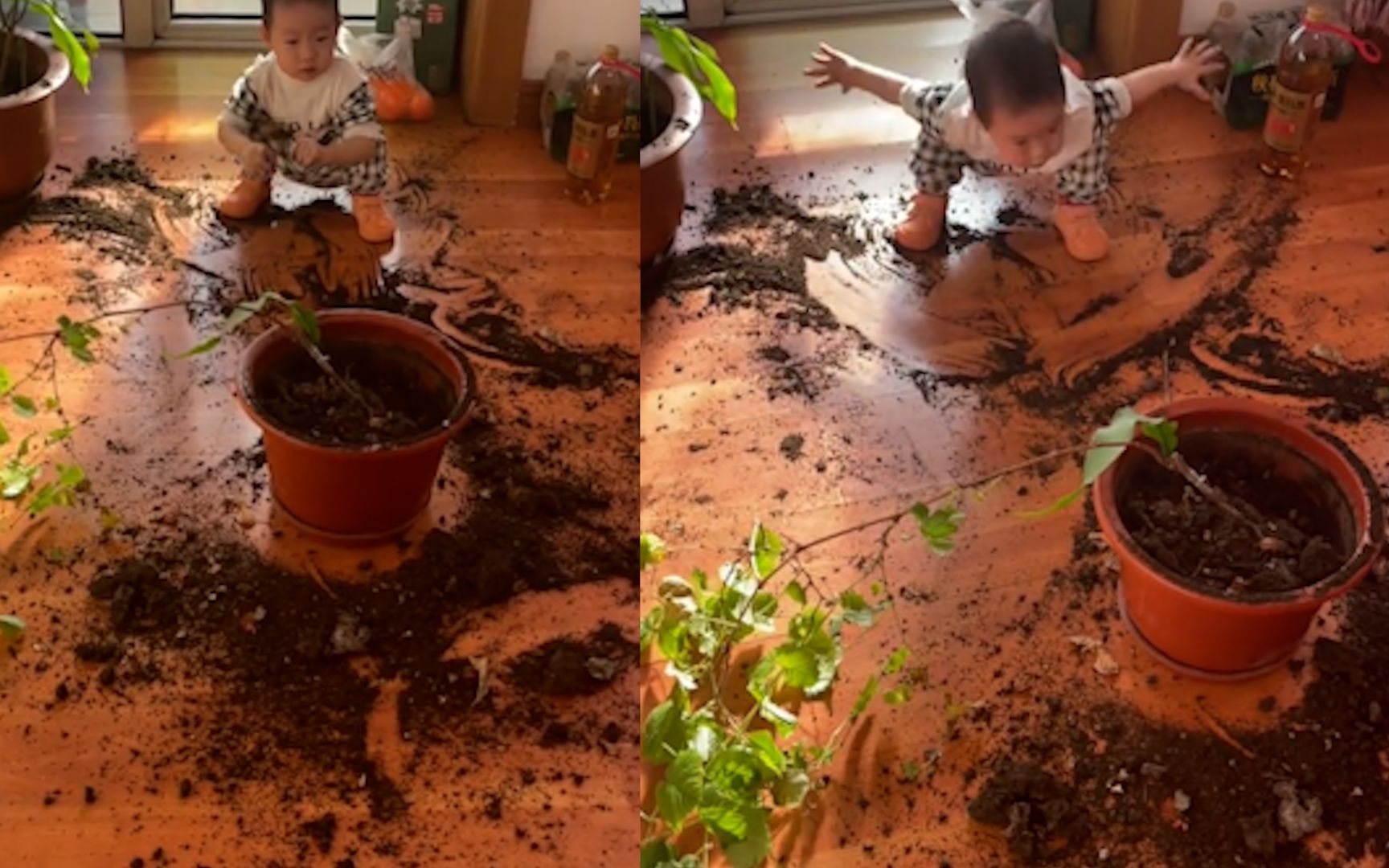 萌娃家中捣乱,把姥姥的花盆打翻到剩一个,泥土撒满房间不忍直视_哔哩