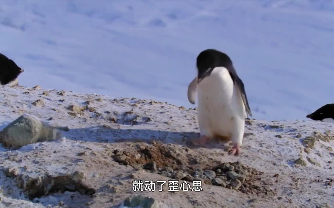 流氓阿企鹅