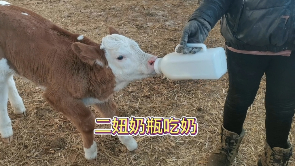 最近下的小牛犊母乳不够吃,用奶瓶吃奶没吃饱,追着人要奶吃哔哩哔哩bilibili