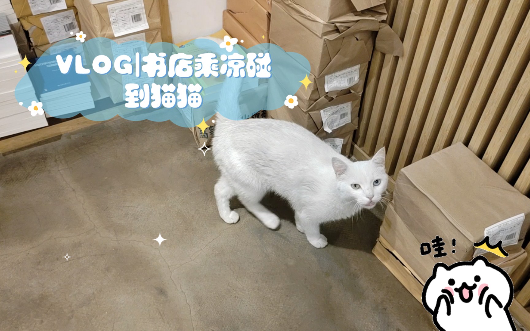 VLOG|书店乘凉碰到猫猫了哔哩哔哩bilibili