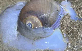 大庆赶海,晚上退潮后捡到一只比手还大的海参,还有大个猫眼螺