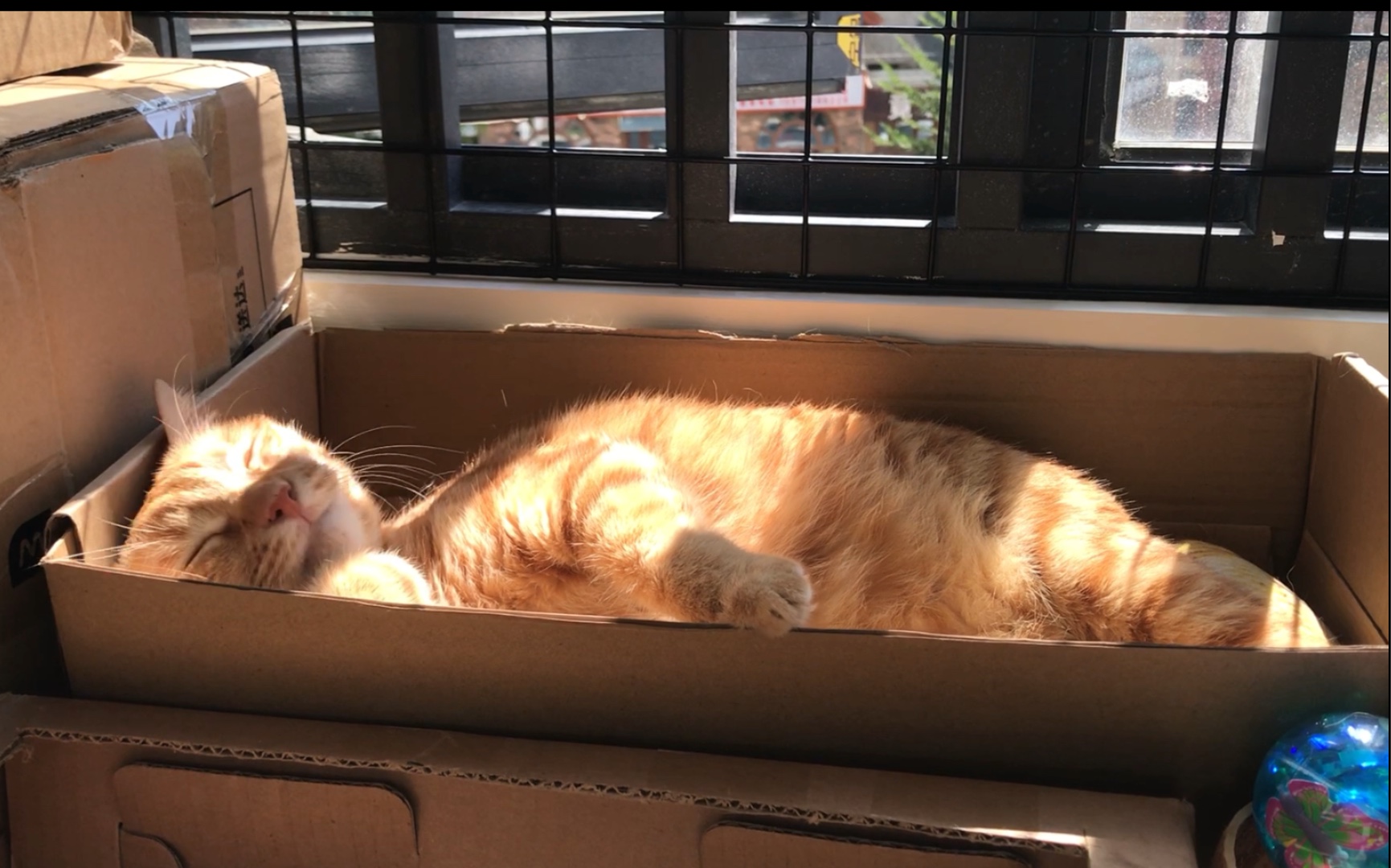 找个好位置晒太阳的大橘猫