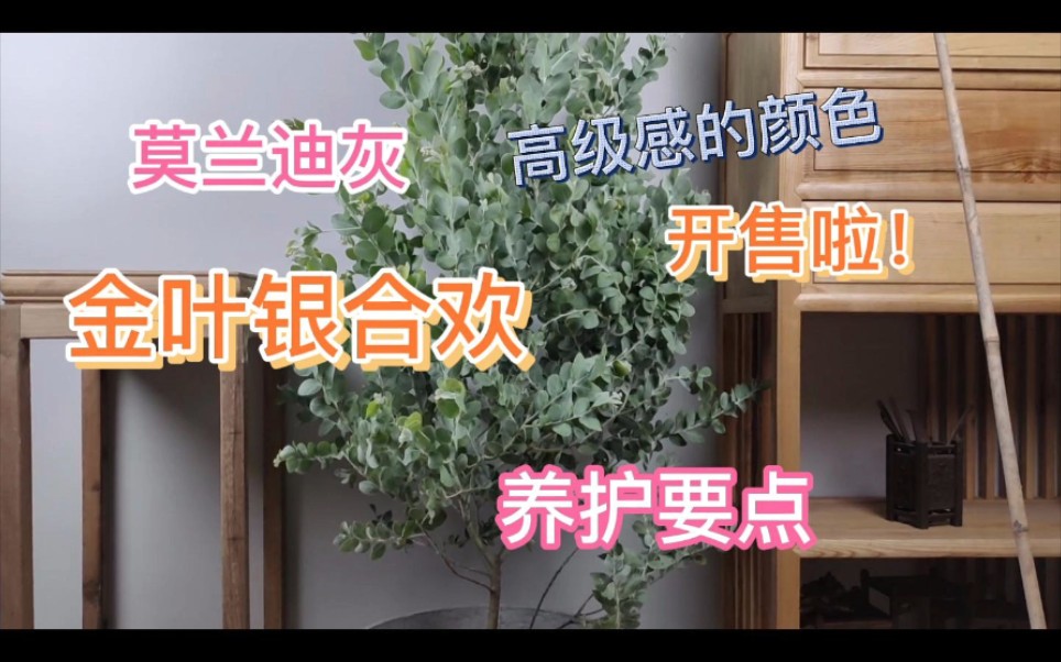 ins风植物银叶金合欢哔哩哔哩bilibili