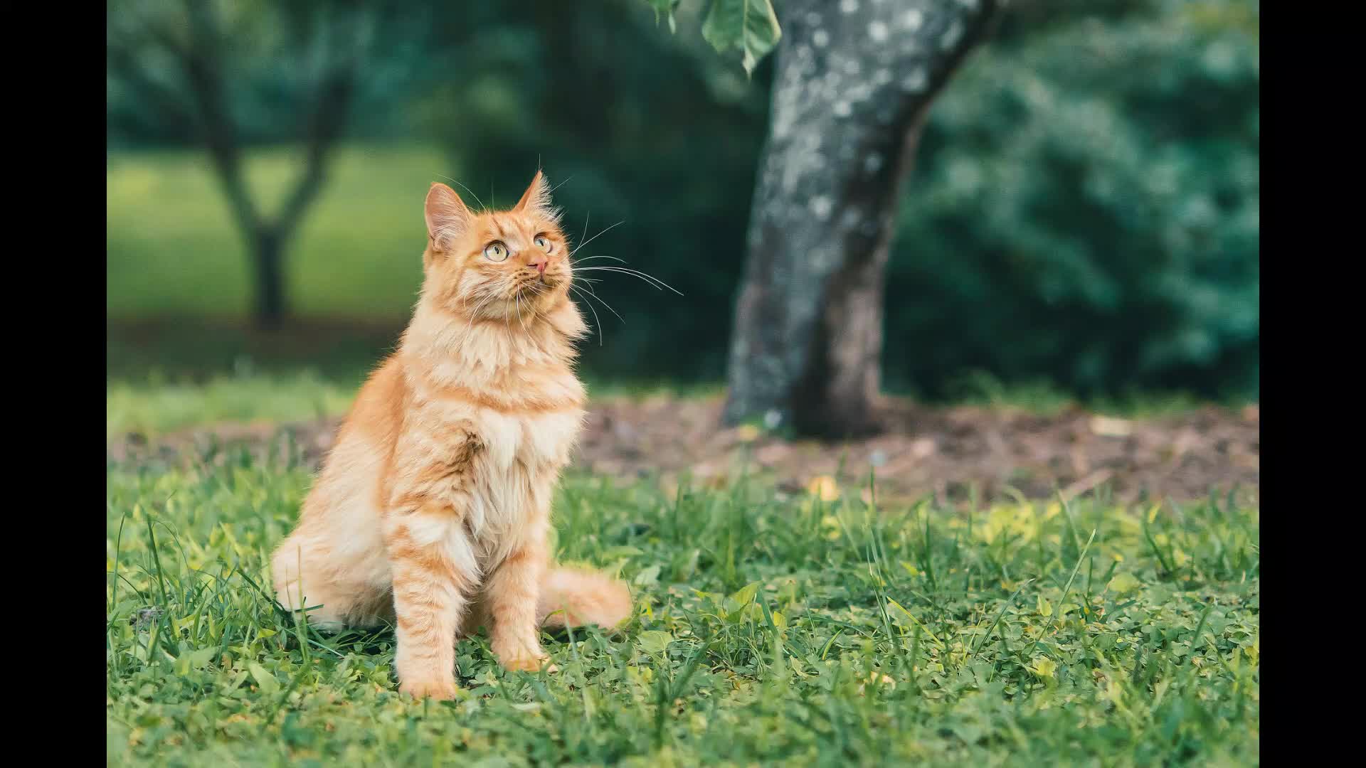 [图]猫咪们的十大科学秘密，你绝对不知道！#猫科动物 #宠物