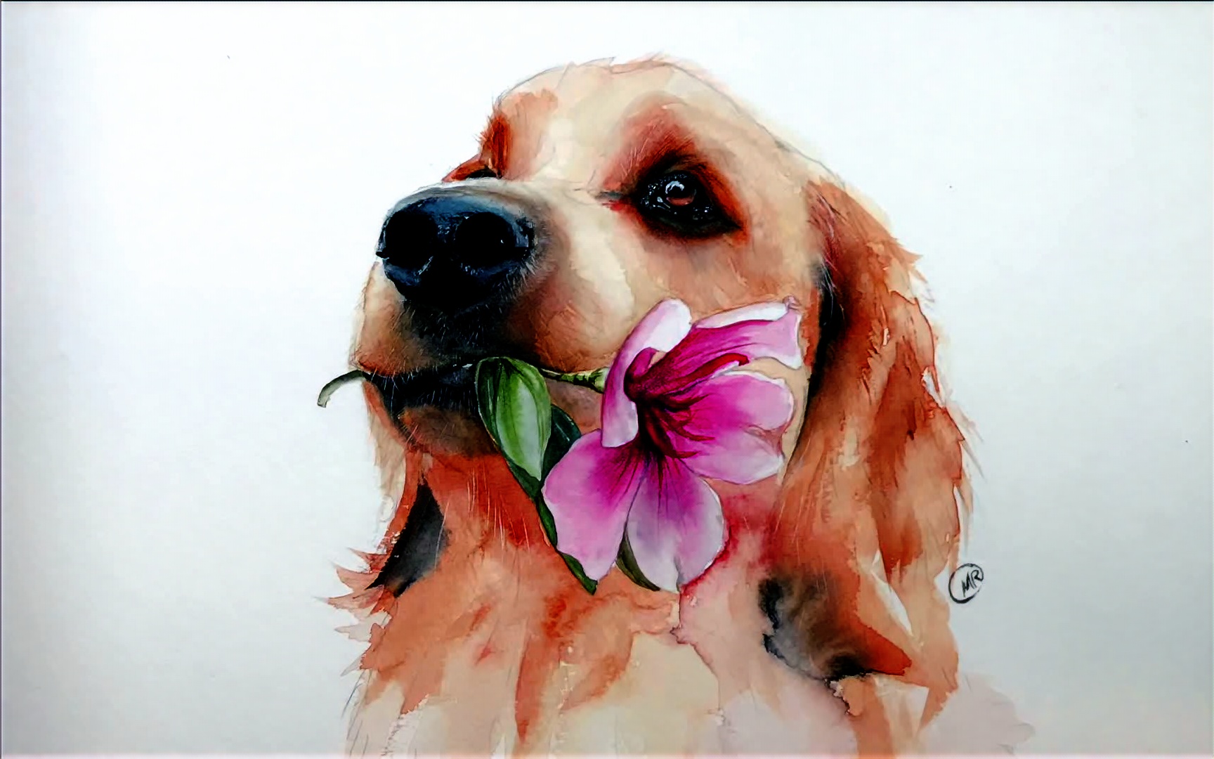 水彩过程 叼花金毛