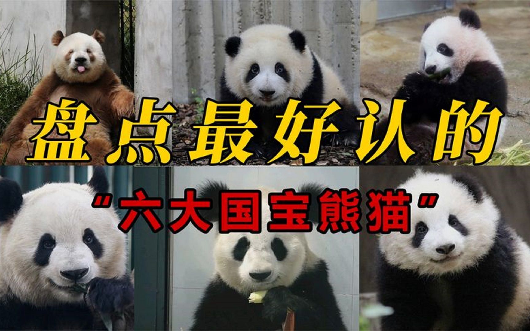 盘点6只最好辨认的大熊猫,每一只都独具特色,你认识哪几只?