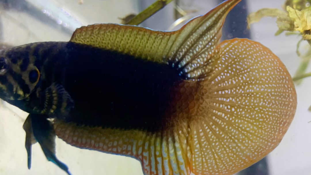 中国圆尾斗鱼繁殖