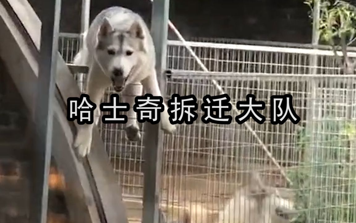 哈士奇拆迁大队:拆家已经满足不了它了