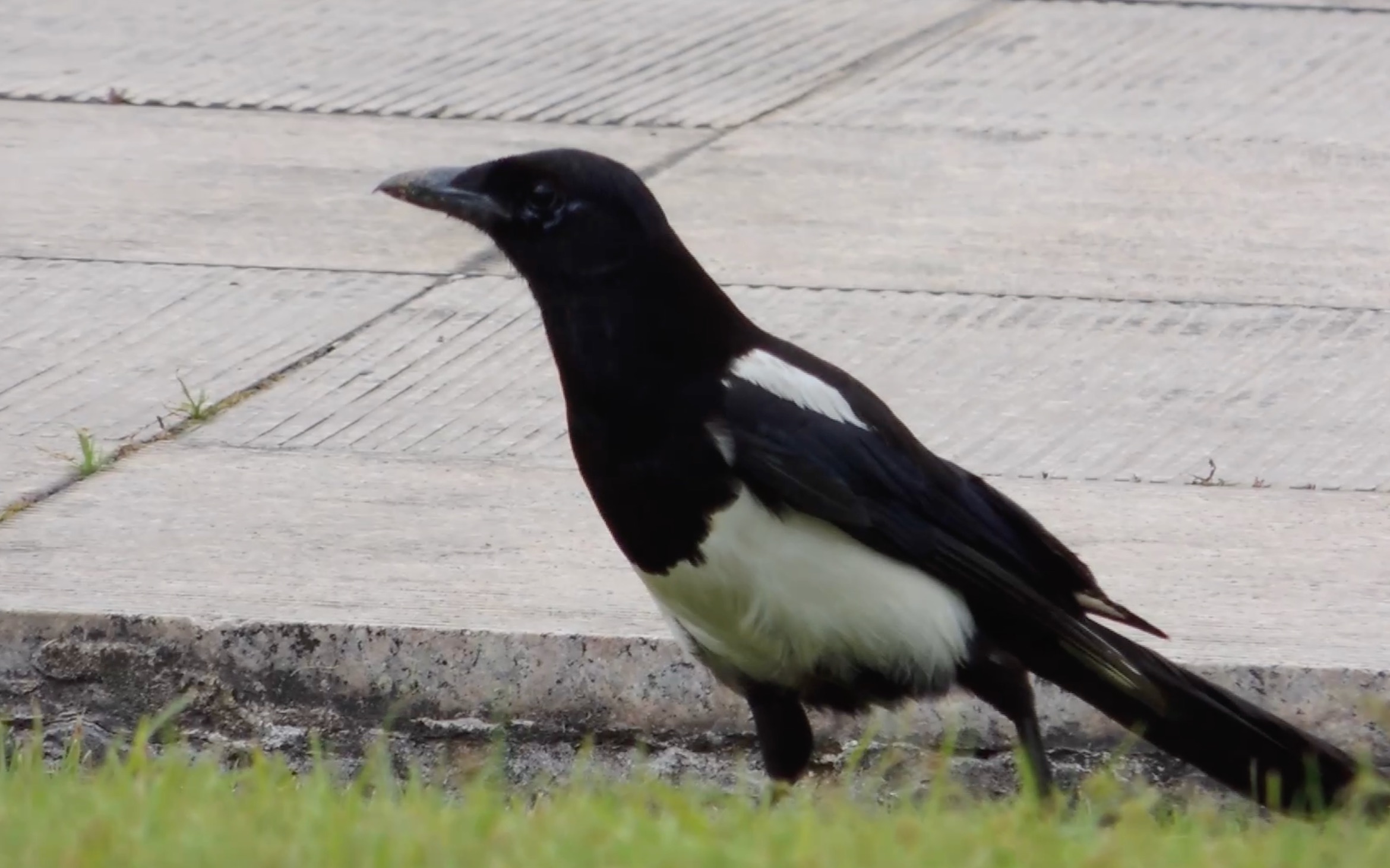 午后的喜鹊,散步与觅食