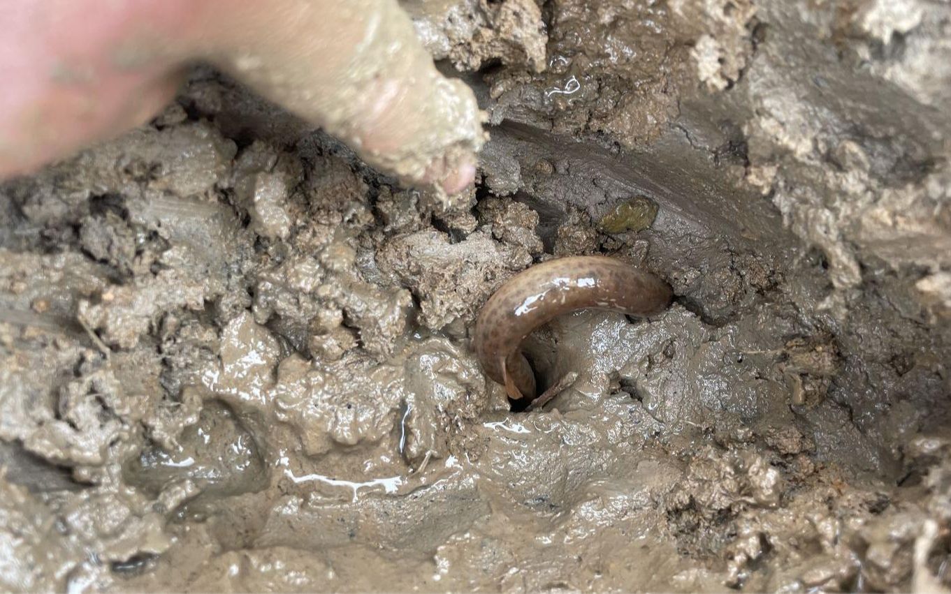 农村小妹池塘挖泥鳅,好玩有趣的户外生活,你们喜欢吗?