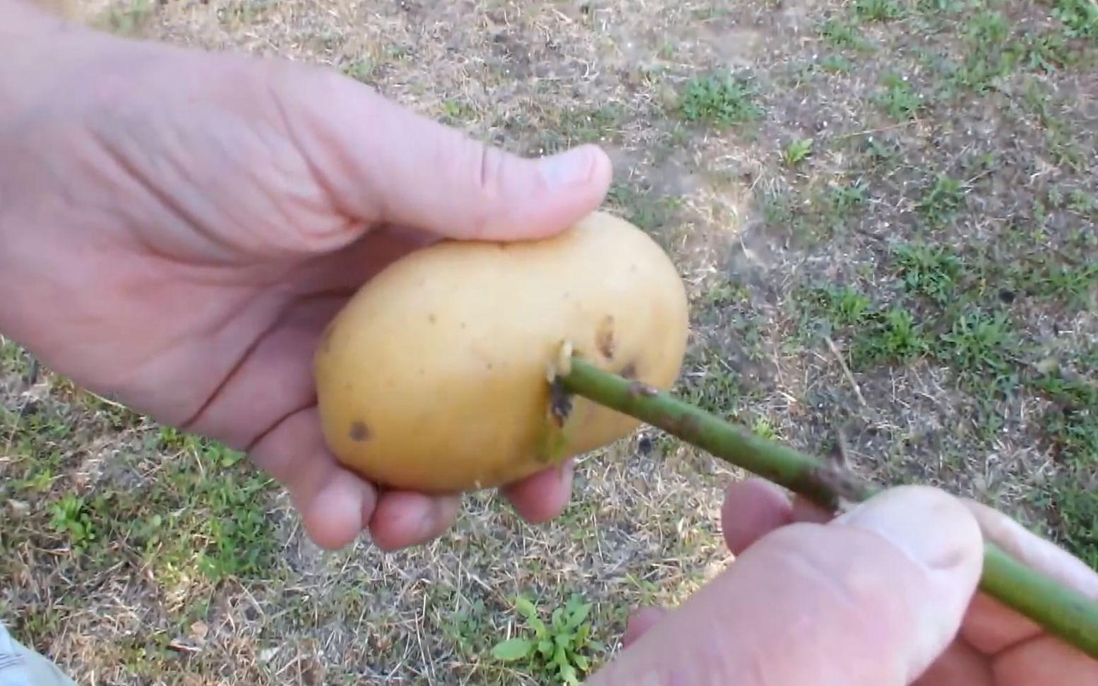 用土豆扦插月季最后会怎样