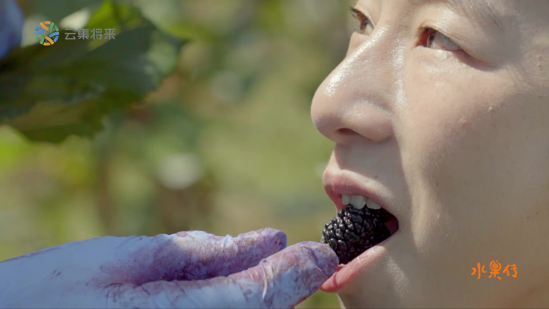 纪录片水果传第4集旅行预告片