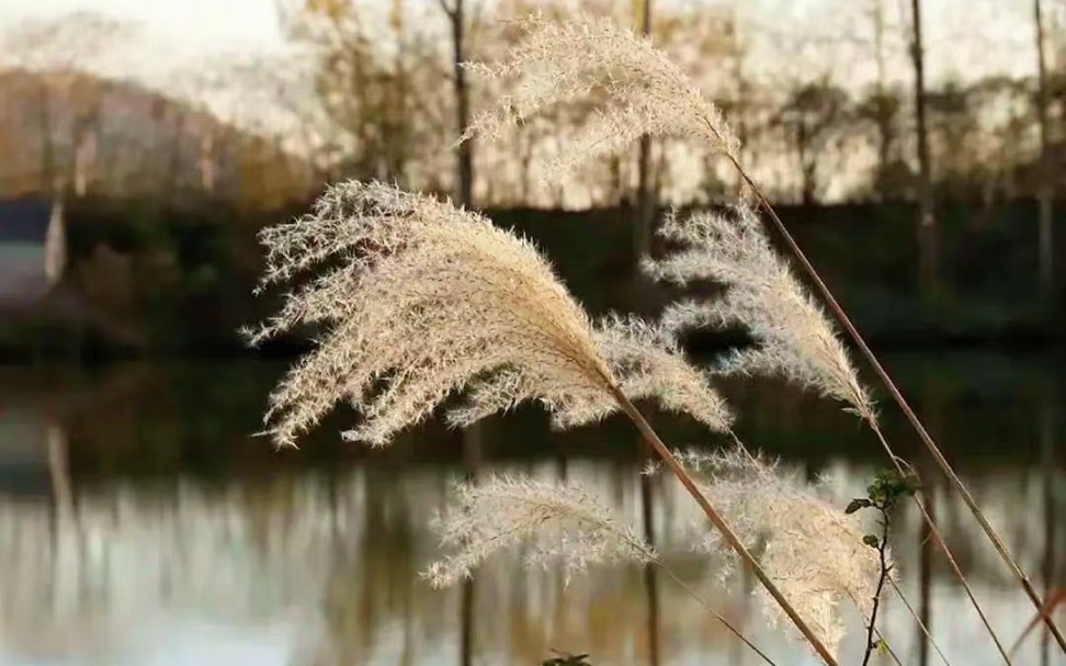 [图]【小鲸诗选】程广丽：冬日的芦苇荡