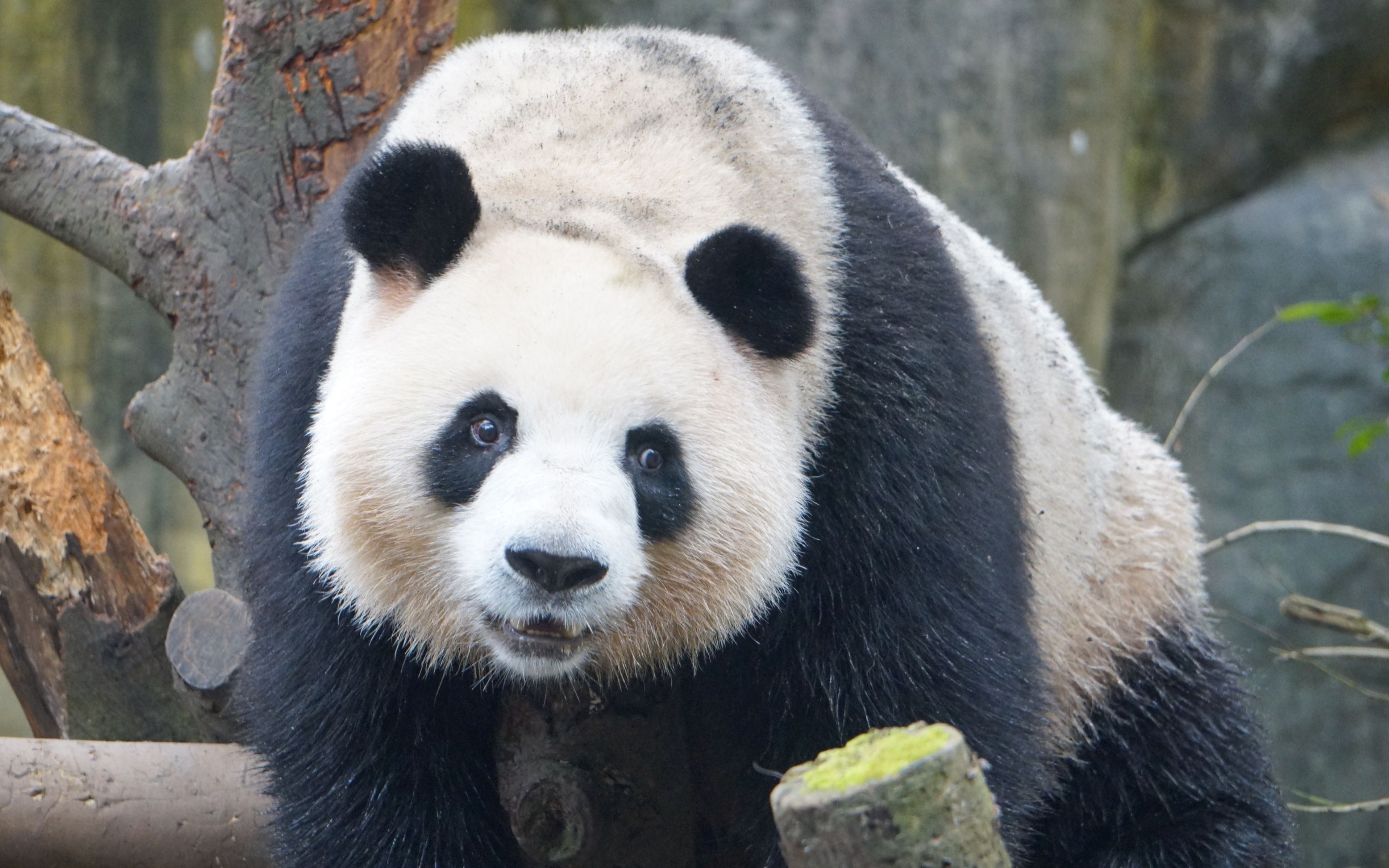 【梅兰肉肉】肉肉一怒,小树身故,秋千发憷【梅兰肉肉】没见过胖熊猫上