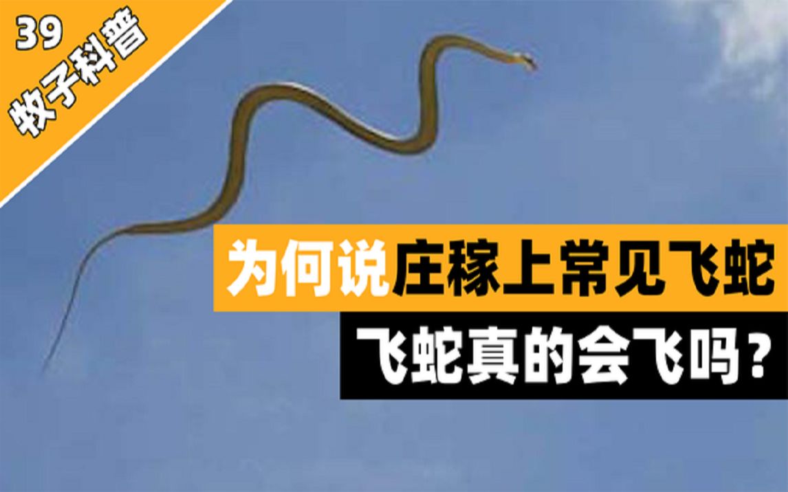 为何说农村庄稼上常见到飞蛇,草上飞是什么品种,它真的会飞吗?哔哩哔哩bilibili