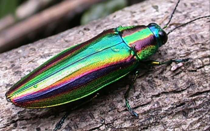 chrysochroafulgidissima桃金吉丁