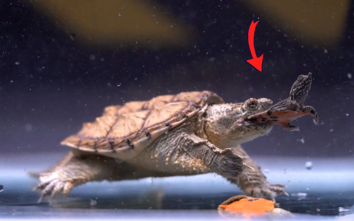 鳄龟活吃软壳龟