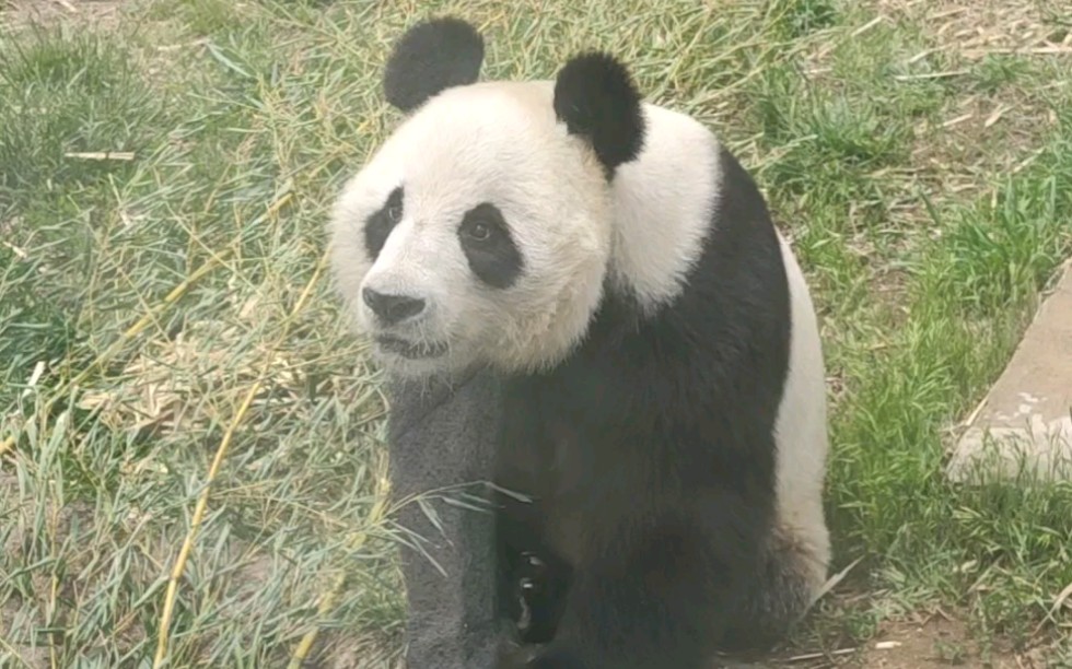 【大熊猫宁宁】在威海刘公岛的帅小伙 真的非常机警帅气啊2020519