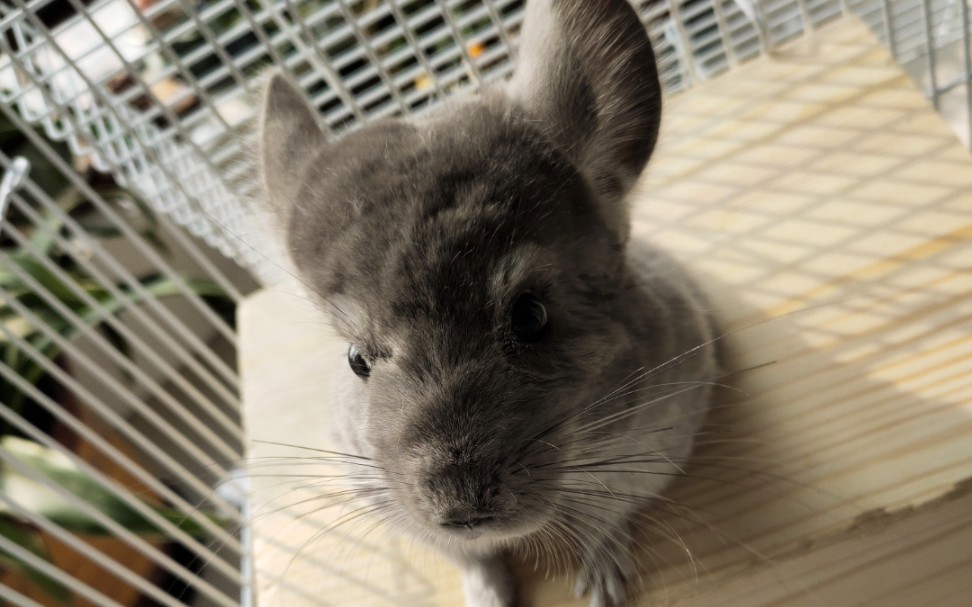 龙猫蹲蹲的发呆日记