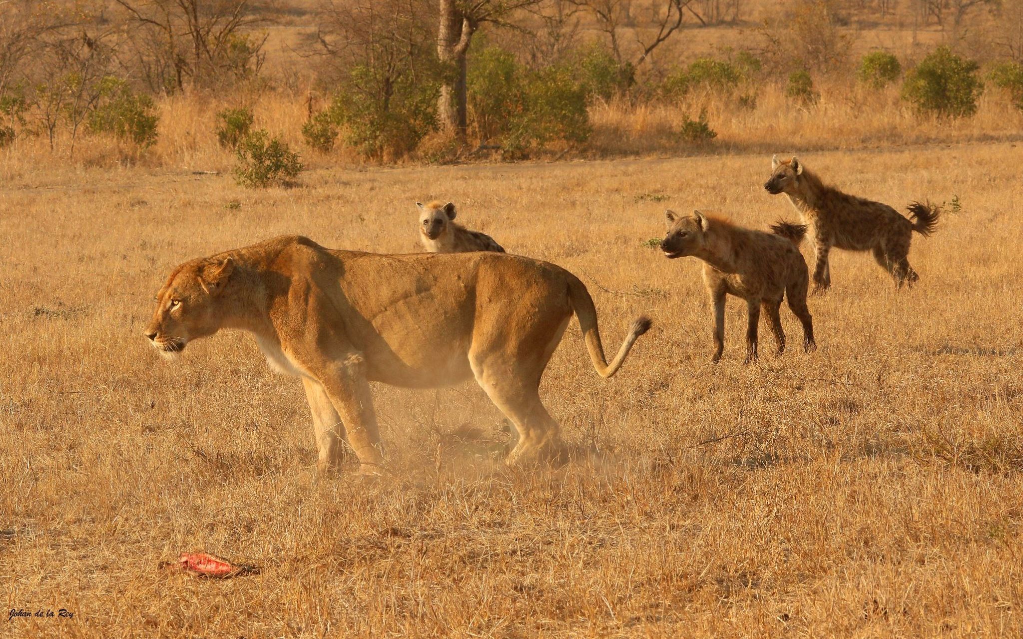 永远的宿敌狮子和鬣狗相爱相杀的日常