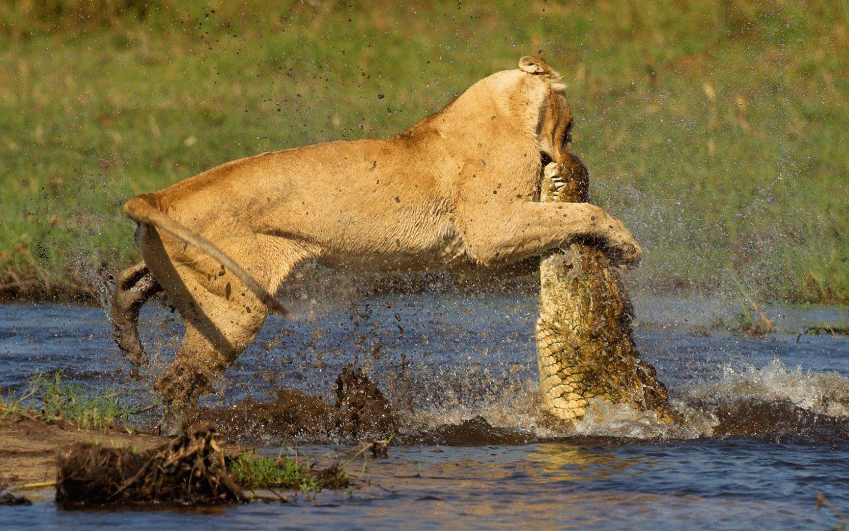 雄狮下河吃河马肉,下一秒遭到鳄鱼的突然袭击,镜头记录了惊险一幕!